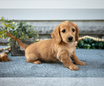 Small #1 Dachshund