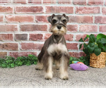 Small Photo #8 Schnauzer (Miniature) Puppy For Sale in SYRACUSE, IN, USA
