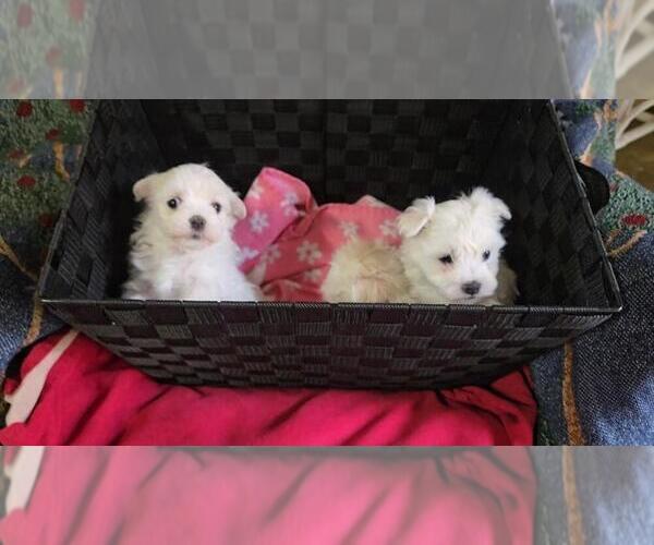 Medium Photo #1 Maltese Puppy For Sale in CORNERSVILLE, TN, USA