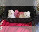 Image preview for Ad Listing. Nickname: maltese