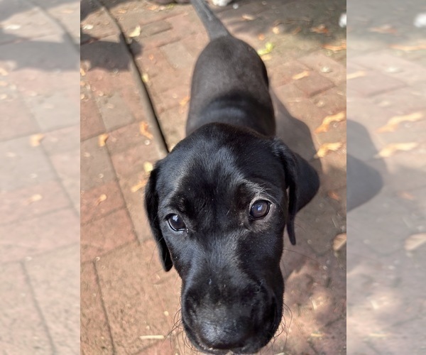 Medium Photo #3 German Shorthaired Lab Puppy For Sale in TACOMA, WA, USA