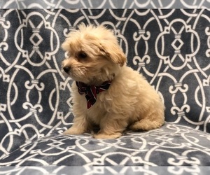 Morkie-Poodle (Miniature) Mix Puppy for sale in LAKELAND, FL, USA