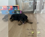 Image preview for Ad Listing. Nickname: Rottweiler Pups