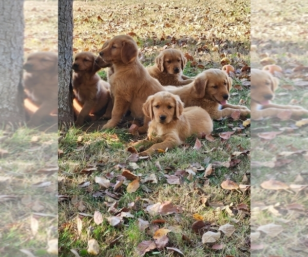 Medium Photo #6 Golden Retriever Puppy For Sale in FERNDALE, WA, USA