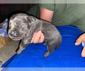 Labrador Retriever Puppy for Sale in W MILLGROVE, Ohio USA