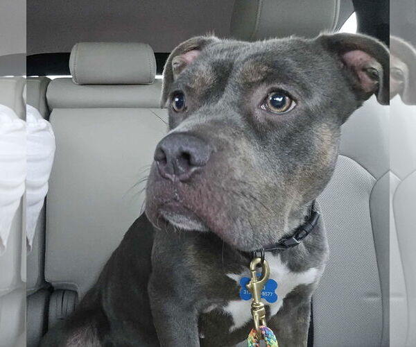 Medium Photo #8 American Pit Bull Terrier Puppy For Sale in Rockville, MD, USA