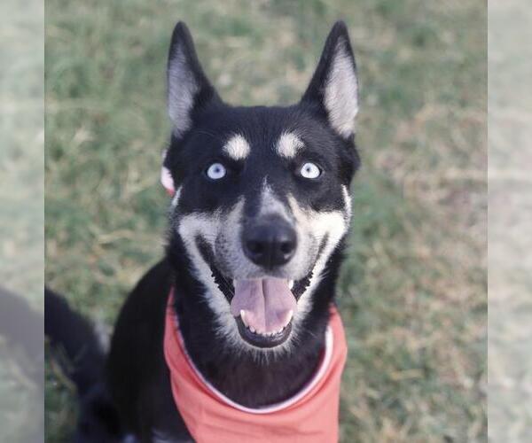 Medium Photo #1 Siberian Husky-Unknown Mix Puppy For Sale in San Antonio, TX, USA