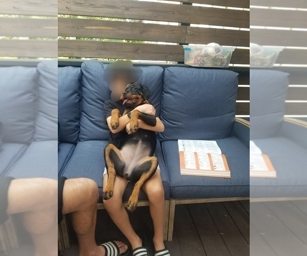 Medium Photo #2 Rottweiler Puppy For Sale in CHICAGO, IL, USA
