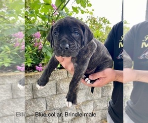 Cane Corso Puppy for sale in KALAMA, WA, USA