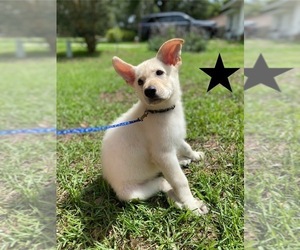 German Shepherd Dog Puppy for Sale in ALACHUA, Florida USA
