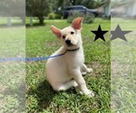 Small Photo #1 German Shepherd Dog Puppy For Sale in ALACHUA, FL, USA
