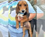 Small #3 Beagle