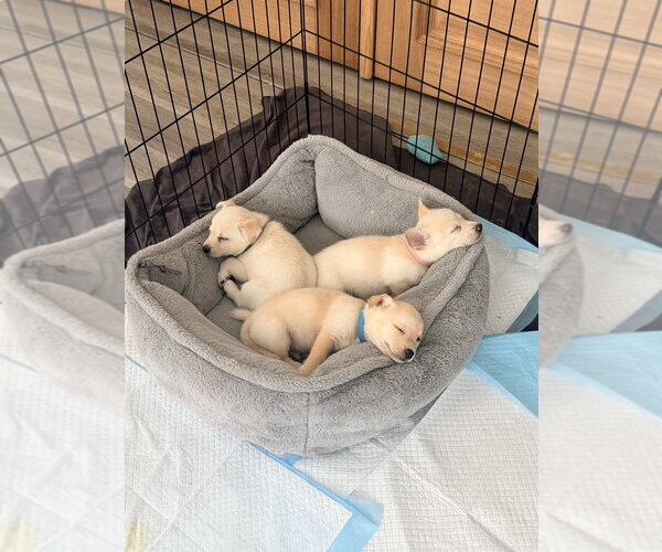 Medium Photo #3 Mutt Puppy For Sale in Dana Point, CA, USA