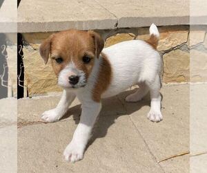 Parson Russell Terrier Litter for sale in MARSING, ID, USA