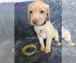 Puppy Ariel Labrador Retriever