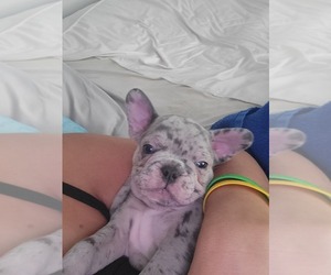 French Bulldog Puppy for sale in INDIANAPOLIS, IN, USA