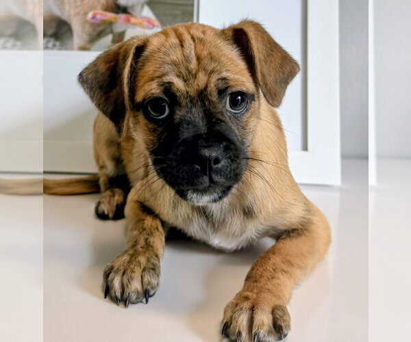 Medium Photo #1 Pug-Unknown Mix Puppy For Sale in Oakland Park, FL, USA