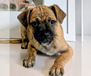 Pug-Unknown Mix Dogs for adoption in Oakland Park, FL, USA