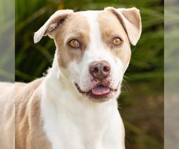 Medium Photo #2 Mutt Puppy For Sale in Camarillo, CA, USA