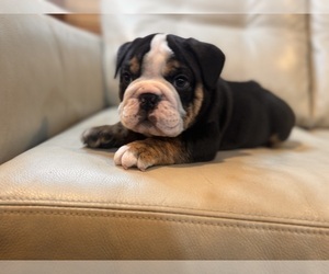 Medium English Bulldog