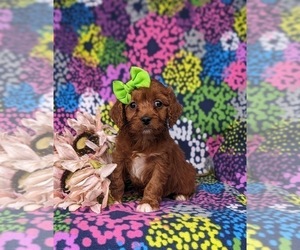 Cavapoo Puppy for sale in QUARRYVILLE, PA, USA