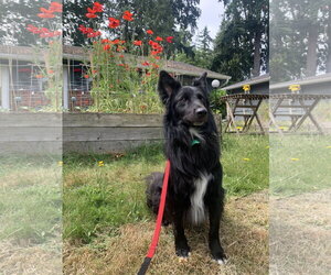 Border Collie-Unknown Mix Dogs for adoption in Bellevue, WA, USA