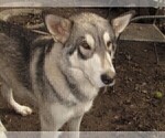 Small Photo #1 Wolf Hybrid Puppy For Sale in BECKLEY, WV, USA