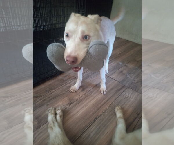 Medium Photo #3 Siberian Husky-Unknown Mix Puppy For Sale in Pacific grove , CA, USA