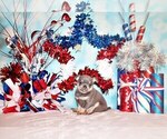 Small Photo #23 Chihuahua Puppy For Sale in CHARLESTON, AR, USA