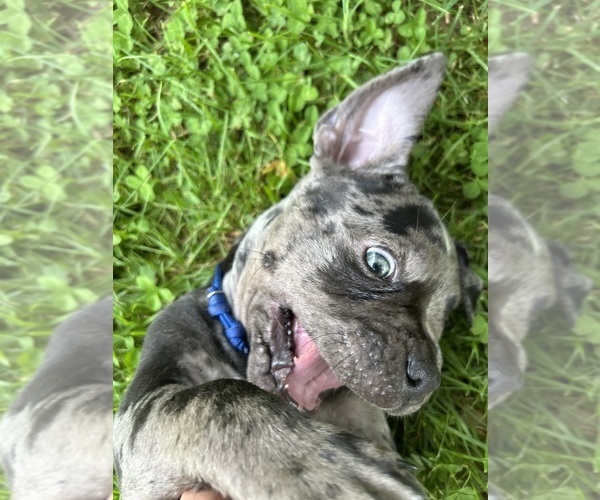 Medium Photo #12 American Bully Puppy For Sale in PLAINFIELD, CT, USA