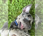 Small #4 American Bully