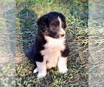 Puppy Kronos Border Collie-Newfoundland Mix