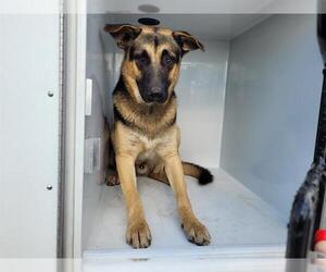 German Shepherd Dog Dogs for adoption in Houston, TX, USA