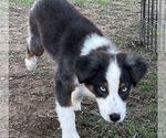 Small Photo #3 Australian Shepherd Puppy For Sale in SHAWNEE, OK, USA