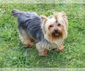 Mother of the Morkie puppies born on 01/01/2026