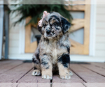 Image preview for Ad Listing. Nickname: Cassie