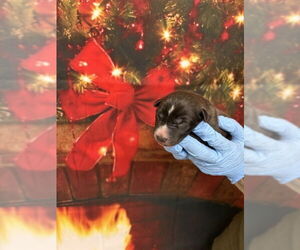 Labrador Retriever Dogs for adoption in San Bernardino, CA, USA