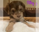 Puppy 2 Cock-A-Poo-Yorkshire Terrier Mix