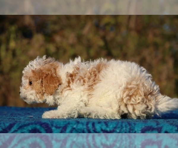 Medium Photo #12 Goldendoodle (Miniature) Puppy For Sale in DYERSBURG, TN, USA