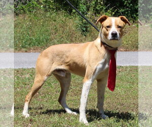 Mutt Dogs for adoption in Prattville, AL, USA