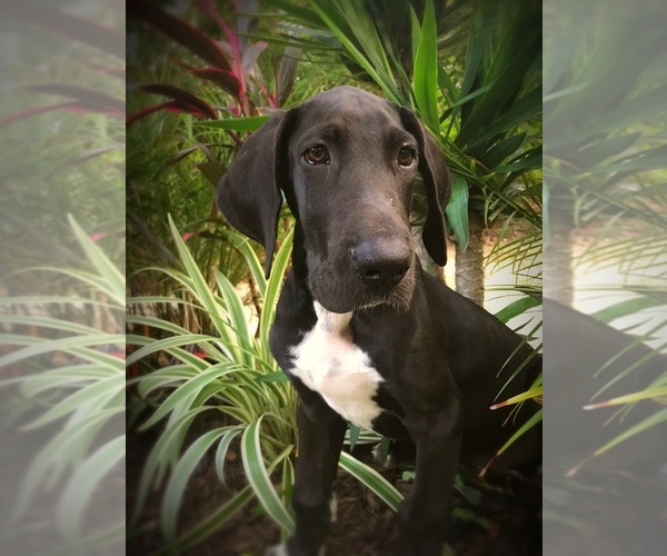 Medium Photo #3 Great Dane Puppy For Sale in OCALA, FL, USA