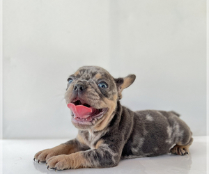 French Bulldog Puppy for sale in HOMESTEAD, FL, USA