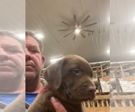 Small Photo #4 Labrador Retriever Puppy For Sale in SPRINGFIELD, IL, USA