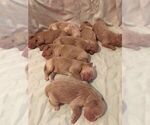 Small Photo #6 Goldendoodle Puppy For Sale in BURLEY, ID, USA