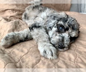 Poodle (Standard) Puppy for sale in BEAVERTON, OR, USA