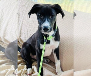 Labrador Retriever-Unknown Mix Dogs for adoption in Germantown, OH, USA