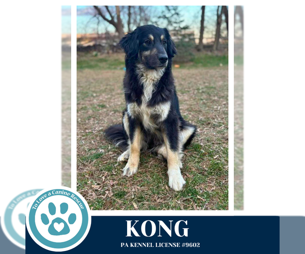 Medium Photo #1 English Shepherd-Unknown Mix Puppy For Sale in Kimberton, PA, USA