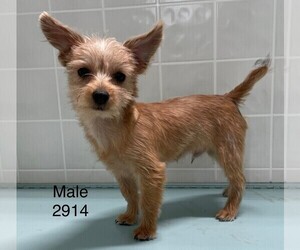 Poodle (Toy)-Yorkshire Terrier Mix Puppy for sale in CLARE, IL, USA