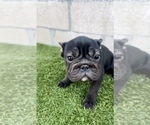 Small Photo #11 French Bulldog Puppy For Sale in LOUISVILLE, KY, USA