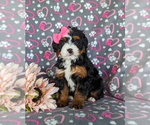 Bernedoodle (Miniature) Puppy for sale in OXFORD, PA, USA